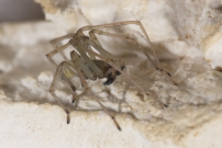 La Cheiracanthe. Un mle (Araneae - Cheiracanthiidae - Cheiracanthium mildei)
